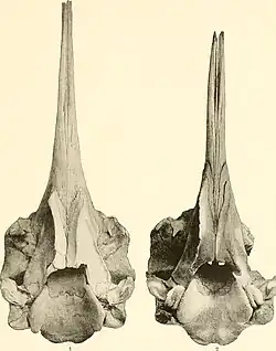 Crâne.