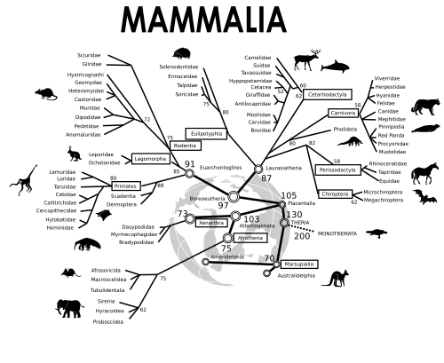 Un arbre évolutif des mammifères.