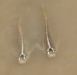 Anableps anableps (Anablepidae)