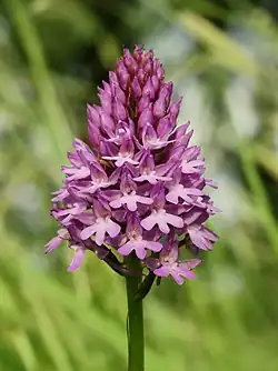 Orchis pyramidal.