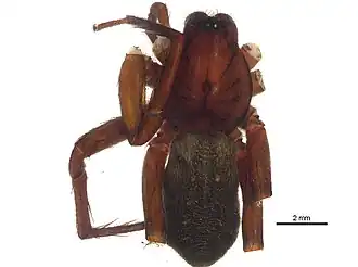 Anachemmis linsdalei