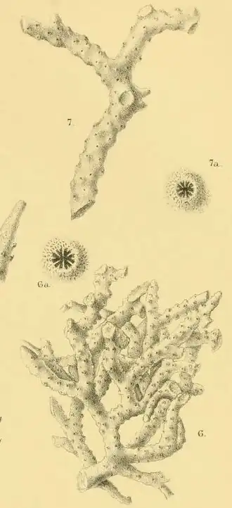 Description de l'image Anacropora gracilis and Anacropora solida.jpg.