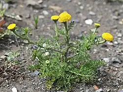 Manzanilla de Alborán