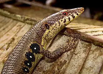 Description de l'image Anadia rombiphera01.jpeg.