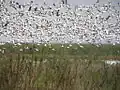 Snow geese flying in the refuge