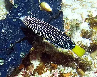 Description de l'image Anampses meleagrides.jpg.