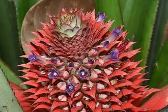 Fleurs