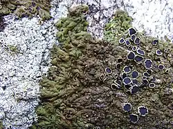 Anaptychia runcinata