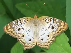 Anartia jatrophae