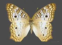 Femelle, face dorsale MHNT