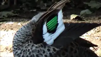 Ménagerie du jardin des plantes - Paris/France