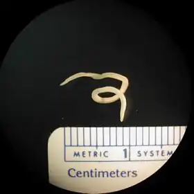 Description de l'image Anasakid whole.jpg.