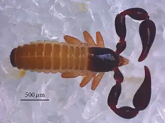 Description de cette image, également commentée ci-après