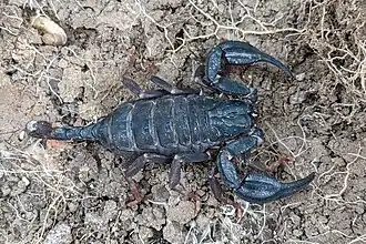 Description de l'image Anatoliurus kraepelini 121510349.jpg.