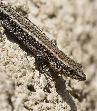 Description de l'image Anatololacerta - Kertenkele, Yeniköy 03.jpg.