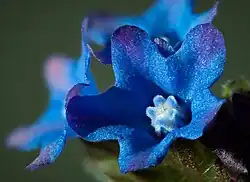 Fleur, diamètre 8-9 mm.