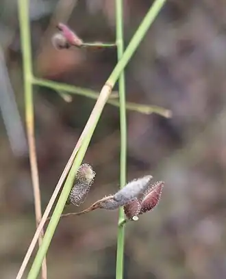 Description de l'image Ancistrachne uncinulata.jpg.