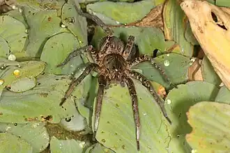 Description de l'image Ancylometes concolor female frontal.jpg.