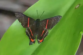 Description de l'image Ancyluris tedea tedea (male).jpg.