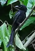 Drongo d'Andaman