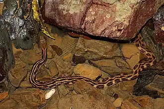 Description de l'image Andaman water snake IMG 2322.jpg.