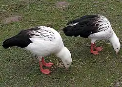 Ouettes des Andes (Chloephaga melanoptera)