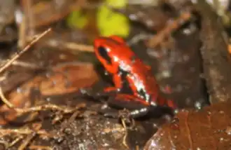 Description de l'image Andinobates cassidyhornae 9700989.png.