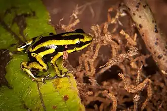 Description de l'image Andinobates fulguritus 28747069.jpg.