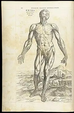 Planche d'écorché debout de Calcar dans le traité d'André Vésale.