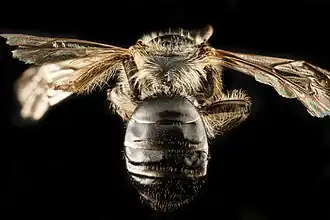 Andrena bradleyi