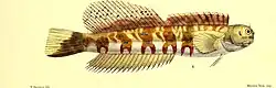 Vavosa.