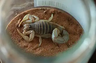 Description de l'image Androctonus dekeyseri 162739.jpg.