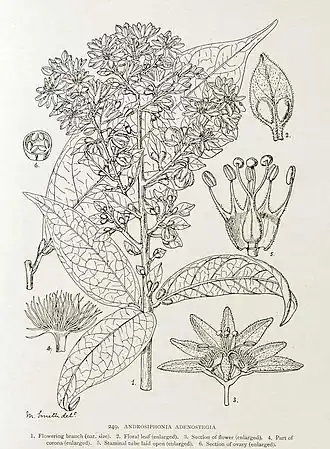 Description de l'image Androsiphonia adenostegia-1906.jpg.
