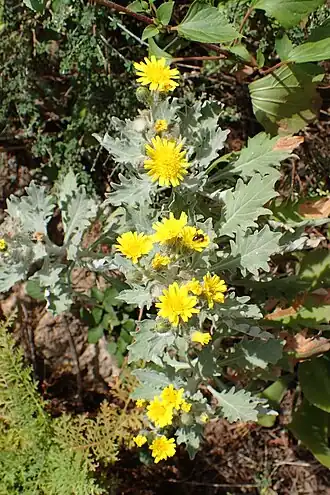 Description de l'image Andryala pinnatifida kz17.jpg.