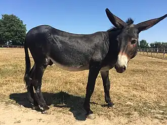 Âne grand noir du Berry au Pôle du Cheval et de l'Âne de La Celle-Condé