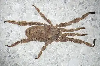 Description de l'image Anelasmocephalus hadzii.jpg.