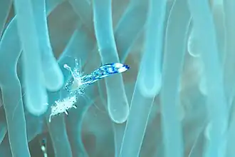 Periclimenes holthuisi sur une anémone.