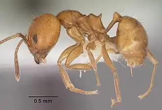 Description de l'image Aneuretus simoni casent0102369 profile 1.jpg.