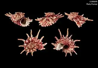 Angaria neocaledonica.