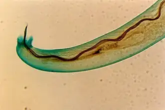 Description de cette image, également commentée ci-après