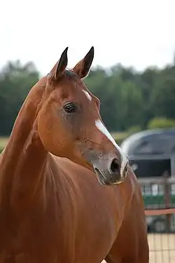 Profil droit d’un cheval bai aux traits très fins, la crinière n’apparaissant pas sur la photo.