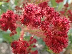 Boutons de fleurs rouges et poilus.