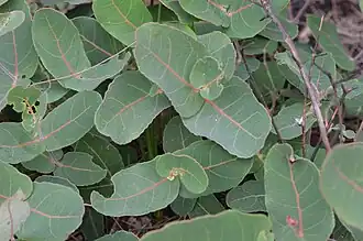 Feuilles opposées et décussées.