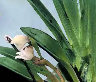 Description de l'image Angraecum_cadetti.jpg.