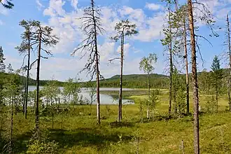 Au premier plan, une forêt éparse de pins ; au second plan un lac ; en arrière-plan des collines boisées.