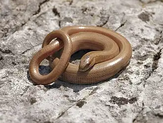 Orvet  Anguis fragilis (Diploglossa)
