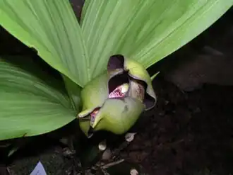 Description de l'image Anguloa sp.jpg.