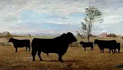 Le troupeau d'Aberdeen Angus appartenant au député J.H. Pope