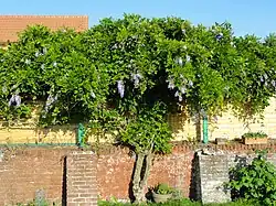 Des vestiges du mur d'enceinte