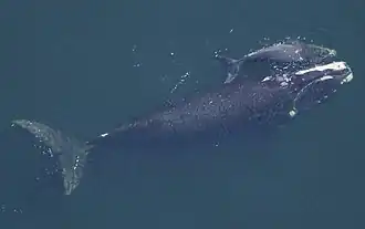 Baleine franche de l'Atlantique nord (Eubalaena glacialis)